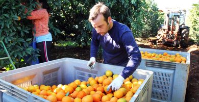Detalles de las ofertas peon agricola andalucia