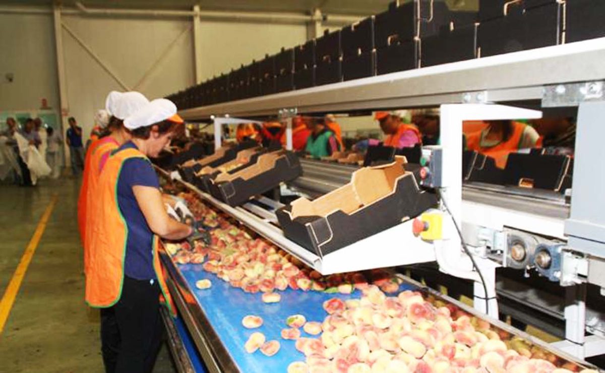 Toda la información de la oferta empleo manipuladores de fruta de hueso