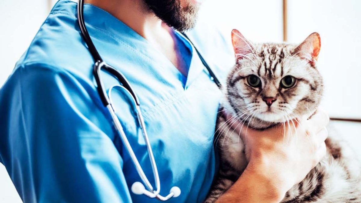 Requisitos de la oferta empleo clínica veterinaria Eras
