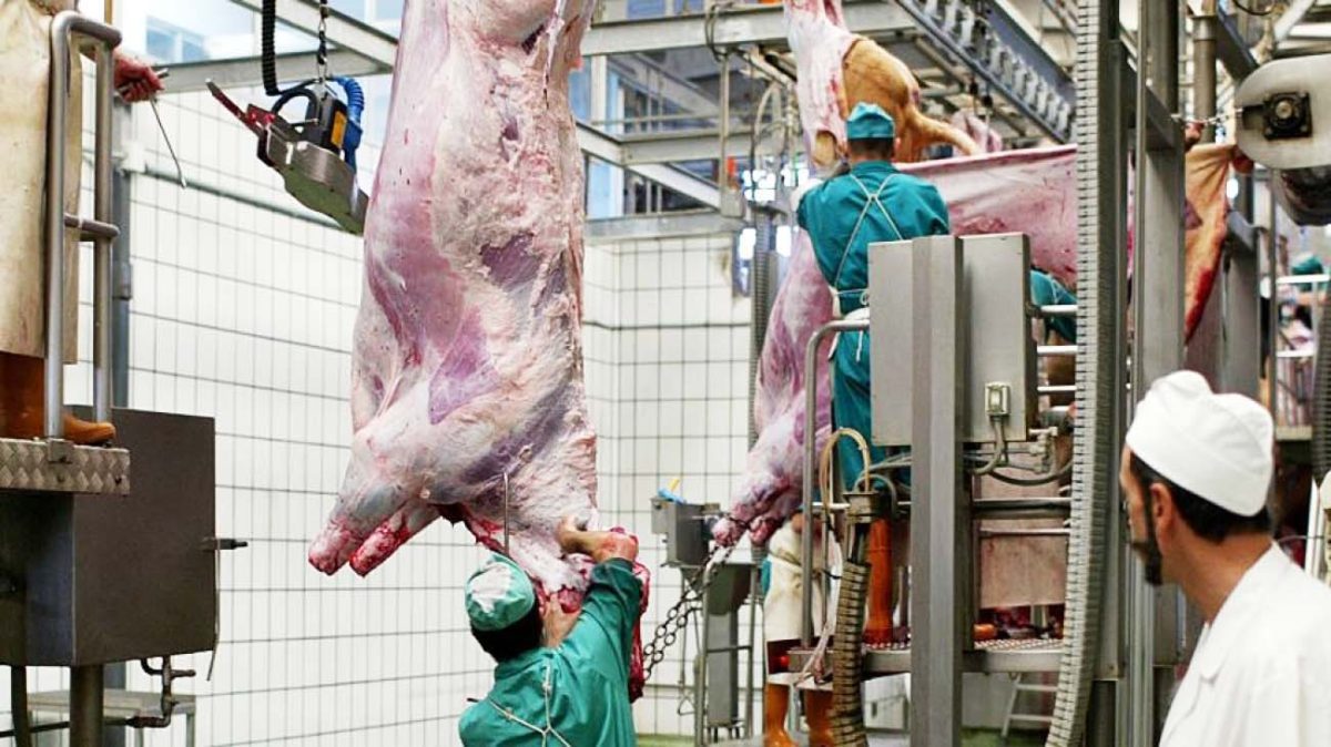 Requisitos de las ofertas empleo veterinarios carnicos